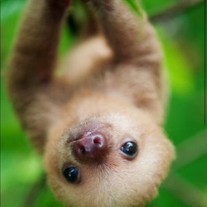 Meet your Posher, Rosalia